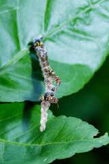 The swap on the nest