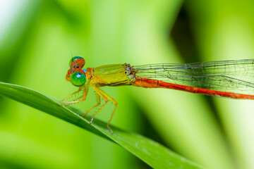 A dragonfly on green leaf