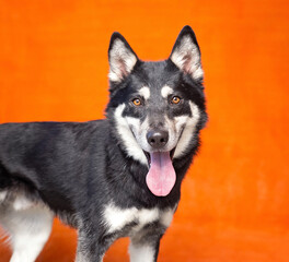 Cute photo of a dog in a studio shot on an isolated background