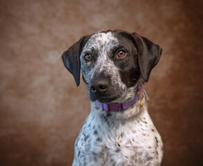 Cute photo of a dog in a studio shot on an isolated background