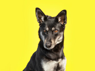 Cute photo of a dog in a studio shot on an isolated background