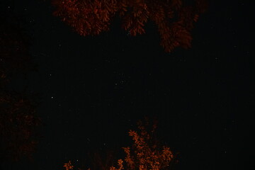 the numerous stars seen through the maple trees