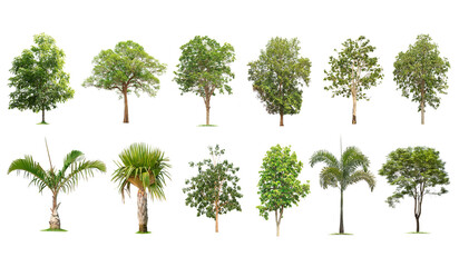 Isolated big tree on white background ,The collection of trees.Large trees database Botanical garden organization elements of Asian nature in Thailand, tropical trees isolated used for design,