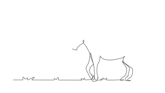 Animated self drawing of continuous line draw proud white horse walks gracefully with strong character. Wild mustang gallops in free nature. Animal mascot for ranch. Full length single line animation