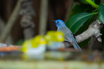 The female Black-naped Monarch on a branch
