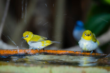 The Indian White-eye take a bath