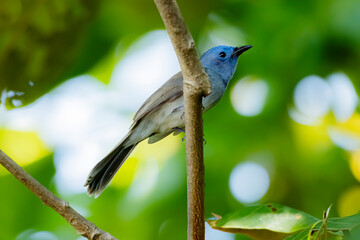 The female Black-naped Monarch on a branch