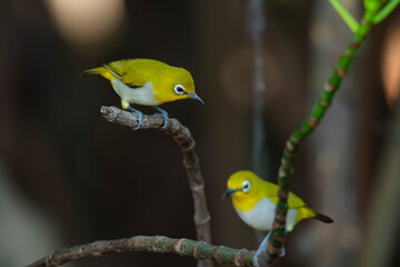 The Indian White-eye take a bath