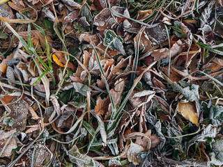 Frozen leaves on a ground. Brown, green and yellow fallen leaves covered with a hoar. Thin white...