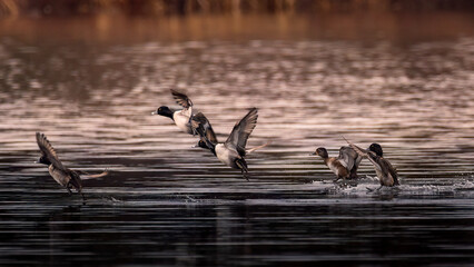 A Flock of Ring Necked Ducks landing on the lake