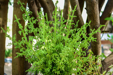 A bouquet of natural green leaves arranged beautifully