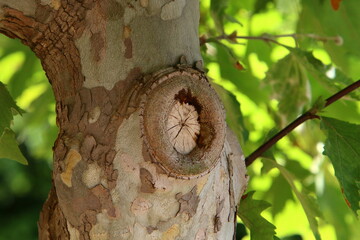 Texture of tree trunk and tree bark.