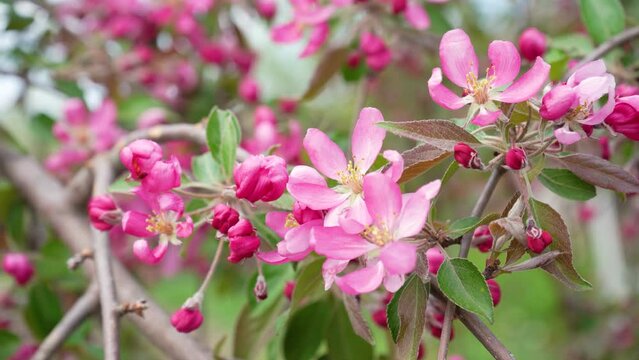 blooming pink apple tree close-up in spring. seasonal flowering fruit tree. Garden and horticulture