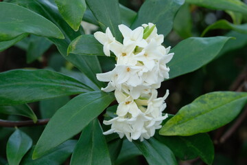 white Winter Daphne ,Daphne odora in blooming