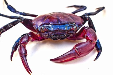 Black purple crab isolated on white background