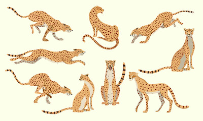 Cheetahs in different poses. The cheetah runs, sits, stands. © Dana