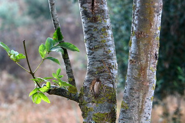 Texture of tree trunk and tree bark.