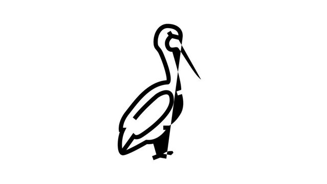pelican bird line icon animation
