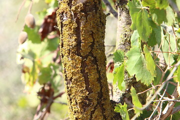 Texture of tree trunk and tree bark.