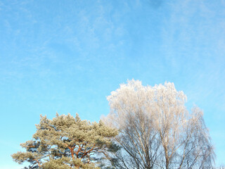 winter snow covered trees against the blue sky, copy space