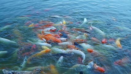 The fishes rushing for the food in the water of the pond