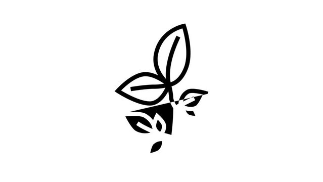 beech leaf line icon animation