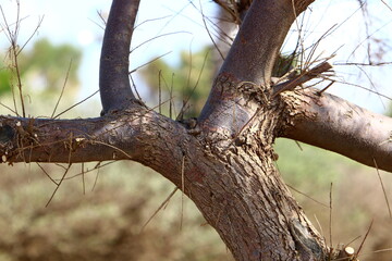 Texture of tree trunk and tree bark.