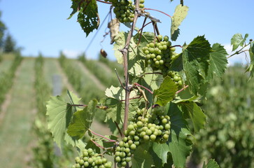 Young green grapes growing on the vine in a mature vineyard