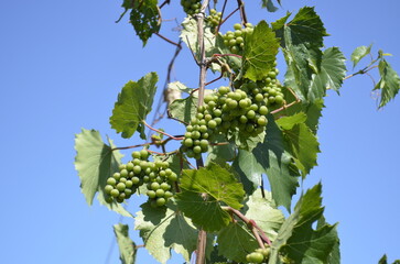 Young green grapes growing on the vine in a mature vineyard