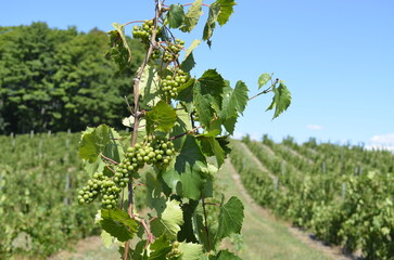 Young green grapes growing on the vine in a mature vineyard