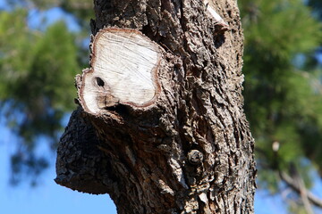 Obraz premium Texture of tree trunk and tree bark.