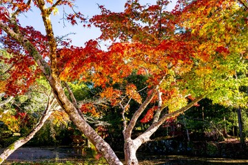 宇佐神宮の紅葉