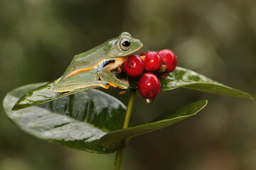A tree frog is hunting for prey on the fruit of Ixora sp. This amphibian has the scientific name Rhacophorus reinwardtii.
