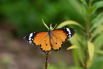 Fototapeta na wymiar Closep view of a butterfly resting on leaf