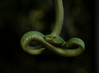 Bothriechis lateralis, green palm viper, lora, poisonous palm viper, poisonous lora. 