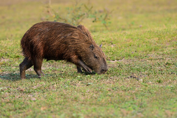 Capybara (Hydrochoerus hydrochaeris) grazing in a meadow