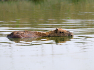 Wild Capybara swimming in the pond