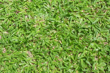 green grass background