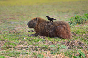 Giant Cowbird  taking ticks from capybara in the Pantanal of Mato Grosso, Brazil.