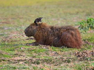 Giant Cowbird  taking ticks from capybara in the Pantanal of Mato Grosso, Brazil.