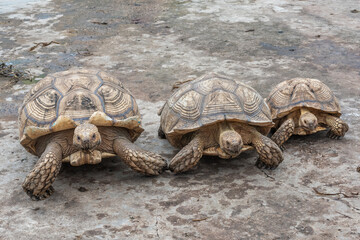 african spurred tortoise or Geochelone Sulcata in zoo