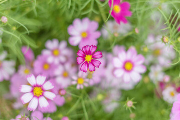 Closeup view of cosmos flower. Natural background