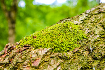 Detail shot of moss on a branch in German forest.