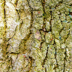 Texture of a oak tree bark with red forest ants.