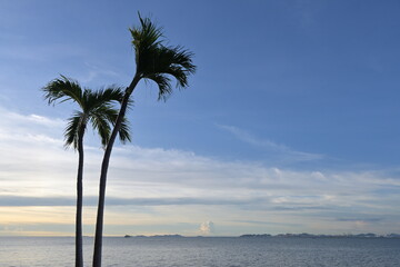 palm trees on the beach