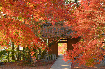 燃えるような紅葉
