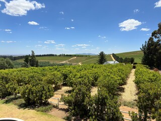 Cape Town Vineyard Landscape