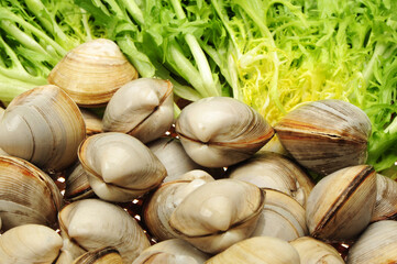 fresh raw Surf clam with endive background