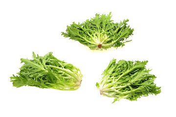 fresh endive  on White Background