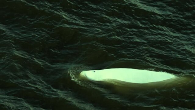Beluga (Delphinapterus leucas) diving mechanism. Super slow motion 1000 fps